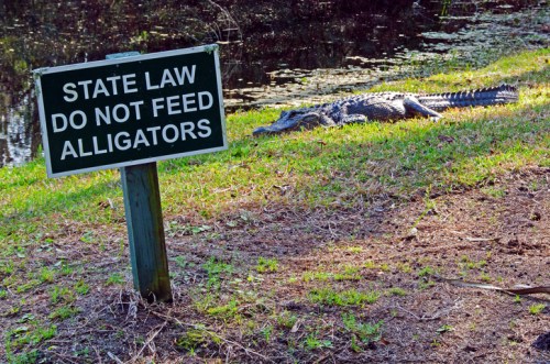 A sign warns against feeding alligators, with an alligator resting nearby on the grass by a water body.
