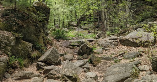 A rocky trail surrounded by lush green trees and foliage in a serene forest setting.