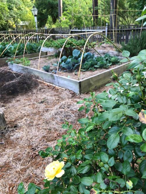 A garden with raised beds of vegetables and a yellow rose in the foreground, surrounded by greenery and trees.