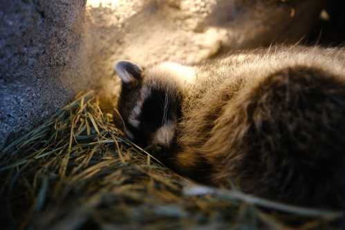 A raccoon sleeping peacefully on a bed of hay in a cozy, dimly lit space.