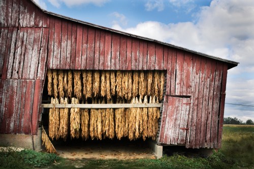 A weathered red barn with dried tobacco leaves hanging from a wooden rack, set against a cloudy sky.