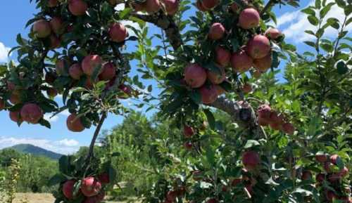 A close-up of a fruit-laden apple tree with red apples against a blue sky and green landscape.