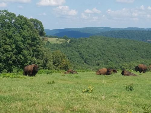 A herd of bison grazing in a lush green field with rolling hills and trees in the background under a blue sky.