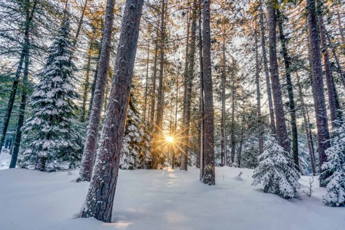 Sunlight filters through tall pine trees in a snowy forest, creating a serene winter landscape.