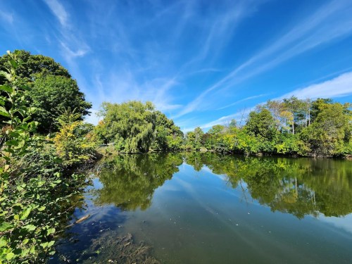 A serene pond surrounded by lush greenery and trees, reflecting a clear blue sky with wispy clouds.