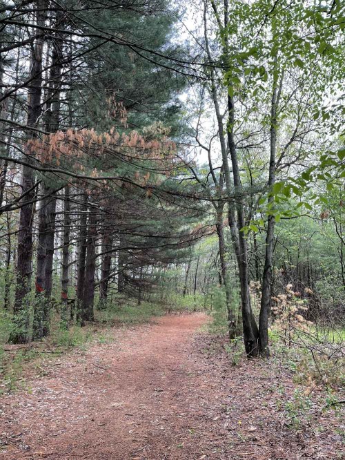 A winding dirt path through a lush forest with tall trees and scattered foliage.