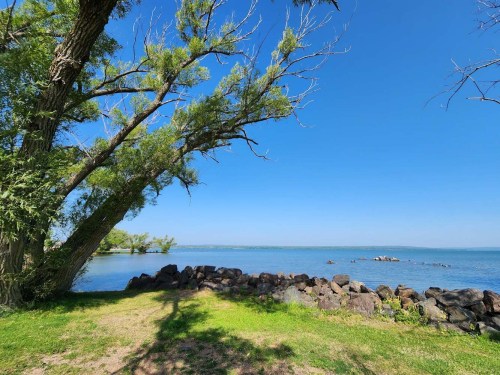 A serene lakeside view with a clear blue sky, green grass, and a tree leaning over the water.