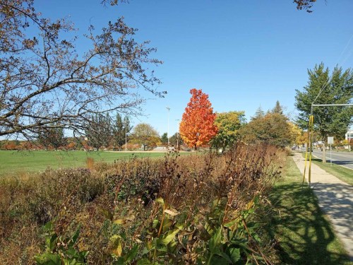 A vibrant autumn scene featuring a bright orange tree amidst green grass and a clear blue sky.