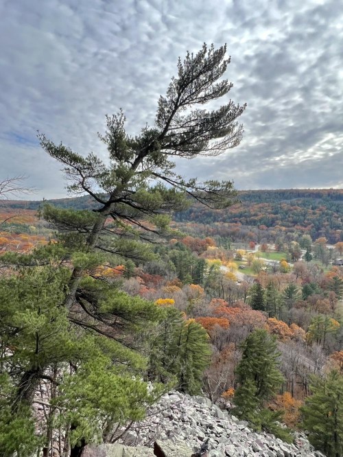 A windswept tree stands on a rocky ledge, overlooking a colorful autumn landscape and cloudy sky.