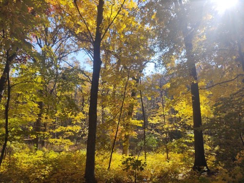 A sunlit forest scene with vibrant yellow and orange autumn leaves on trees, creating a warm, golden atmosphere.