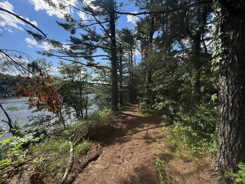 A serene forest path beside a river, surrounded by tall trees and dappled sunlight.