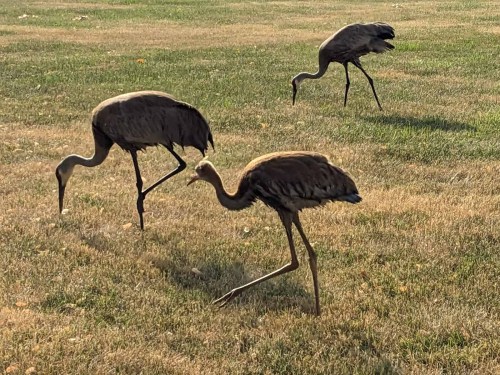 Three cranes foraging on a grassy field, with sunlight casting shadows on the ground.