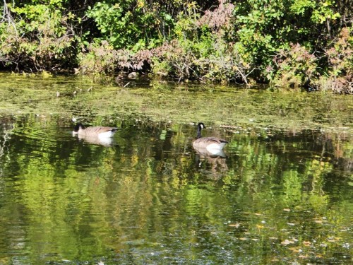 Two ducks swimming in a calm pond surrounded by lush greenery and reflections on the water's surface.