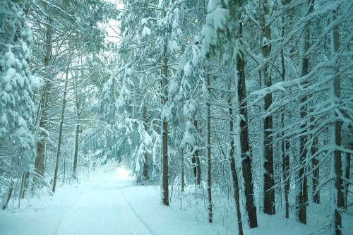 A serene winter forest scene with snow-covered trees lining a snowy path.