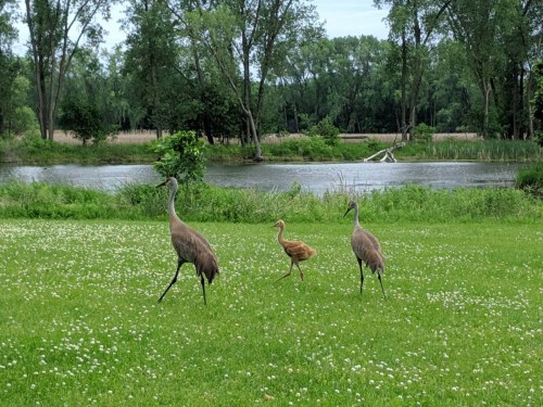 Three cranes walk along a grassy area near a pond, with two adults and one young chick in the center.