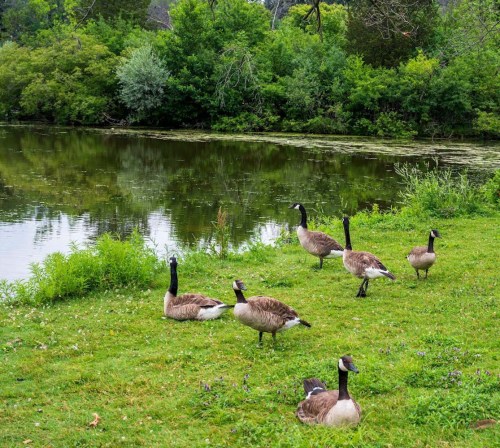 A group of geese stands on green grass by a calm pond surrounded by lush greenery.