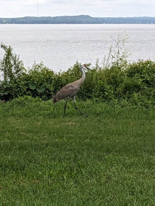 A crane walking on green grass near a body of water, with trees and shrubs in the background.