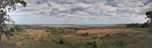 A panoramic view of a grassy landscape with scattered shrubs under a cloudy sky and a distant water body.
