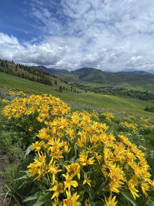 A vibrant field of yellow flowers in a lush green landscape, with mountains and a cloudy blue sky in the background.