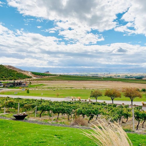 A scenic view of vineyards under a cloudy sky, with rolling hills and trees in the background.