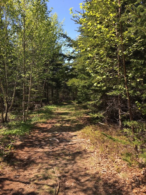 A sunlit forest path surrounded by lush green trees and underbrush, inviting exploration.