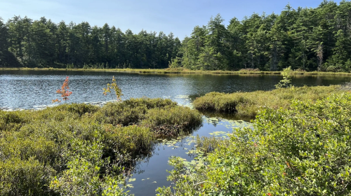 A serene lake surrounded by lush greenery and trees under a clear blue sky.