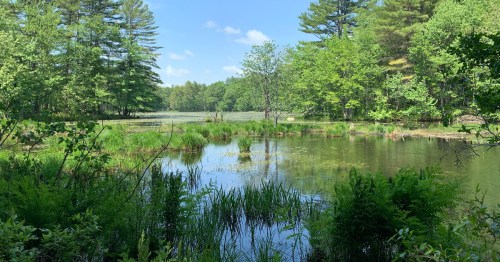 A serene pond surrounded by lush greenery and trees under a clear blue sky.