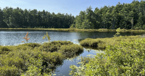 A serene lake surrounded by lush greenery and trees under a clear blue sky.