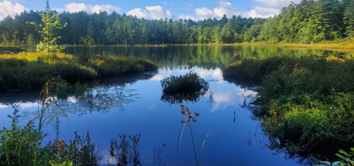 A serene lake surrounded by lush greenery and trees, reflecting the blue sky and clouds above.