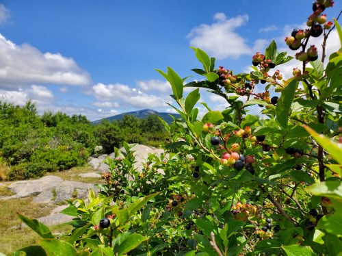A close-up of berry bushes with a scenic mountain view and blue sky in the background.