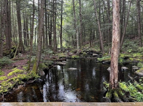 A serene forest scene with a calm stream surrounded by lush greenery and tall trees.