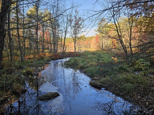 A serene forest scene with a calm stream reflecting trees and autumn foliage under a clear blue sky.