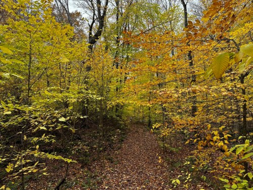 A serene forest path surrounded by vibrant yellow and orange autumn foliage.