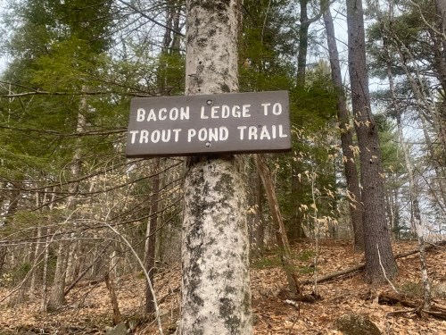 Wooden sign on a tree indicating "Bacon Ledge to Trout Pond Trail" in a forested area with fallen leaves.