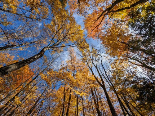 A vibrant autumn forest with colorful leaves against a clear blue sky, viewed from the ground looking up.