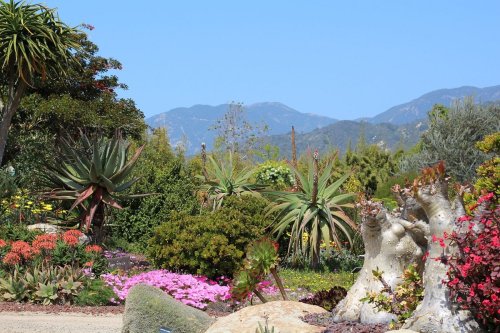 A vibrant garden with colorful flowers, unique plants, and mountains in the background under a clear blue sky.