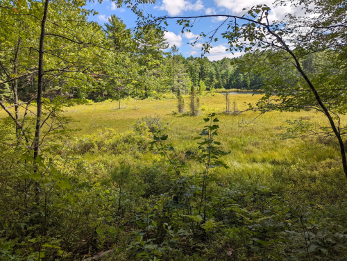 A serene landscape featuring a grassy field surrounded by trees under a blue sky with fluffy clouds.