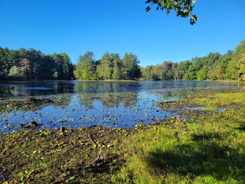 A serene lake surrounded by lush greenery and trees under a clear blue sky. Reflections shimmer on the water's surface.