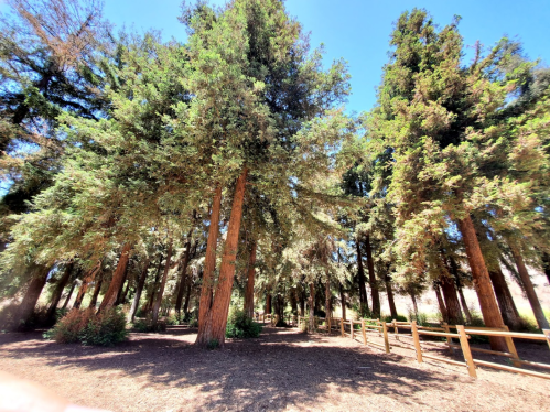 A serene forest scene with tall trees and a clear blue sky, surrounded by a wooden fence and lush greenery.