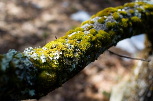 Close-up of a moss-covered tree branch, showcasing vibrant green and gray textures in a natural setting.
