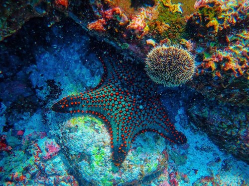 A vibrant starfish with red and blue patterns rests on a rocky ocean floor near a sea urchin.