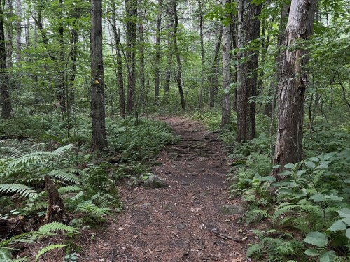 A narrow dirt path winds through a lush green forest, surrounded by tall trees and ferns.