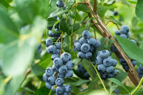 Close-up of ripe blueberries hanging from a bush, surrounded by green leaves.
