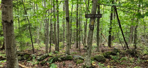A wooded area with trees and a sign pointing to "Troll Pond" amidst lush greenery and rocky ground.