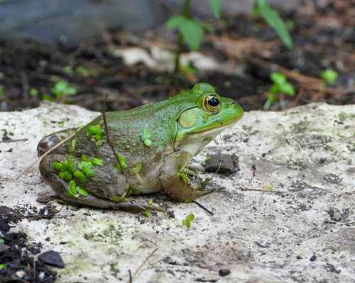 A green frog sits on a rock, surrounded by small plants and dirt in a natural setting.