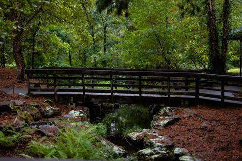 A wooden bridge spans a small stream, surrounded by lush greenery and fallen leaves in a tranquil forest setting.