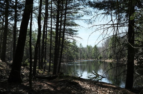 A serene forest scene with tall trees surrounding a calm, reflective pond under a clear blue sky.