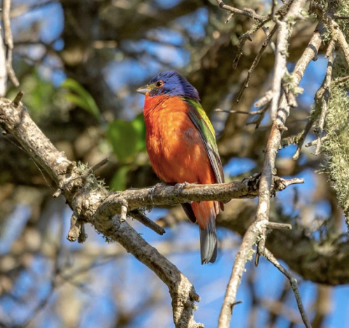 A colorful bird with a blue head and orange body perched on a branch against a blurred background of leaves.