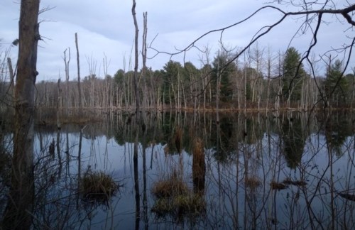 A serene wetland scene with dead trees and reflections in calm water, surrounded by lush greenery and cloudy skies.