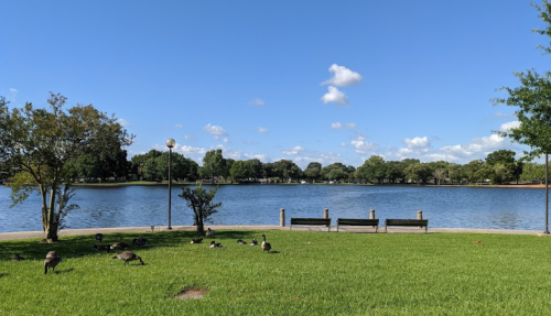A serene park scene with a lake, green grass, trees, and geese near benches under a clear blue sky.
